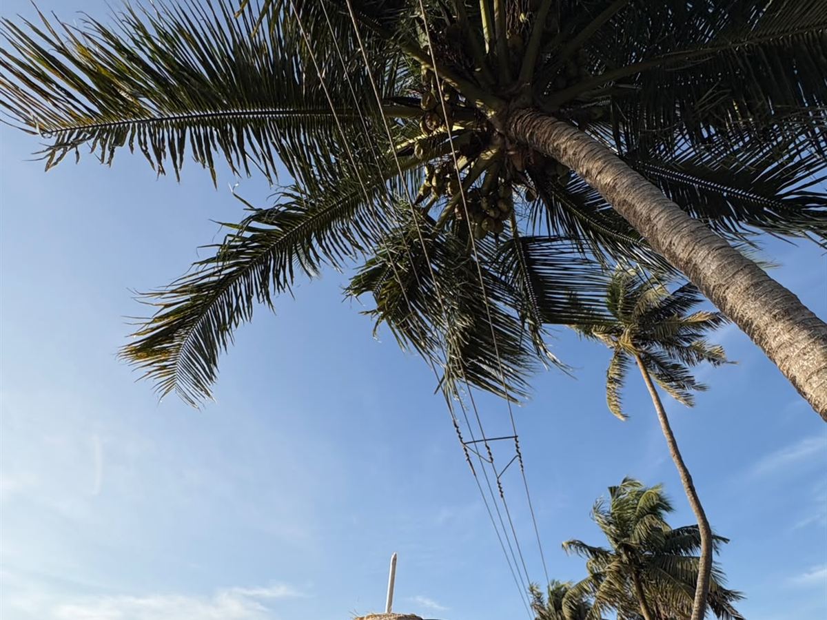 Palms above the Kerala shoreline