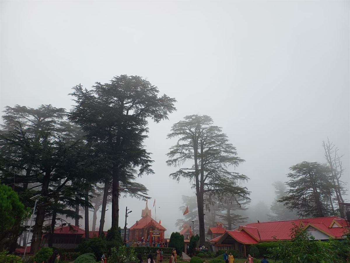 Deodar pines above Shimla in the mist