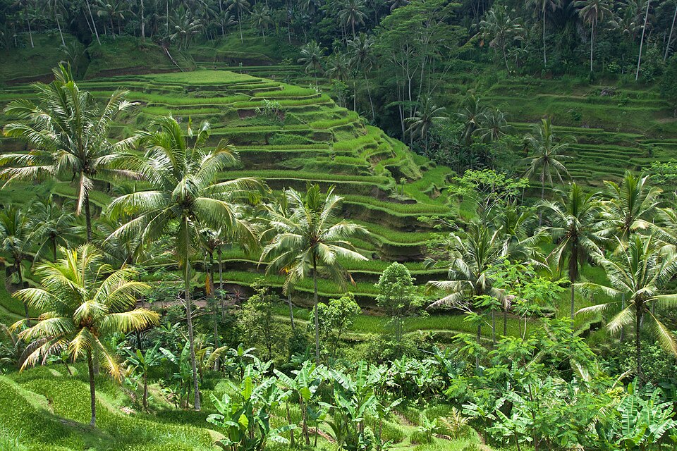 Tropical coastline in Bali